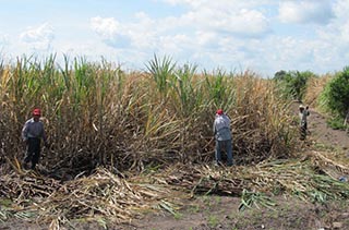México logra acuerdo legal con EU tras amenaza en industria azucarera