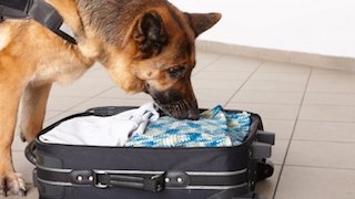 EU dona 25 perros detectores para acciones de seguridad en México