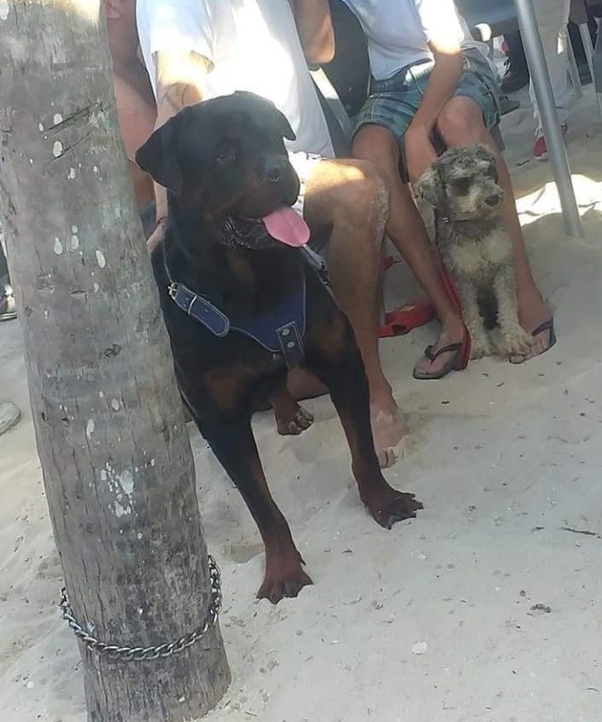 Perro Rottweiler le destroza la cara a un niño de 6 años en playas de Yucatán