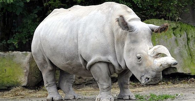 El último rinoceronte blanco recurre a Tinder para salvar la especie