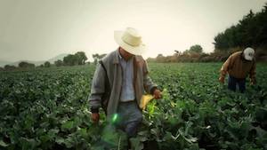 TLCAN beneficiará al campo mexicano: Amsda