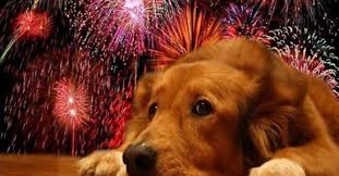 Así sufren los perros cuando explotan cohetes; checa método para aminorarlo