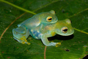 Descubren tres ranas nuevas en Estados Unidos