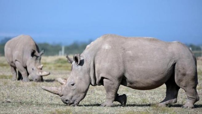 Científicos crean embrión de rinoceronte blanco; podrían salvar la especie